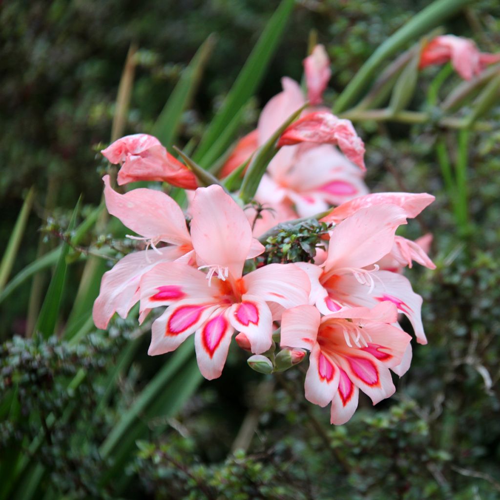 Gladiolus nanus Nathalie - Dwerggladiool