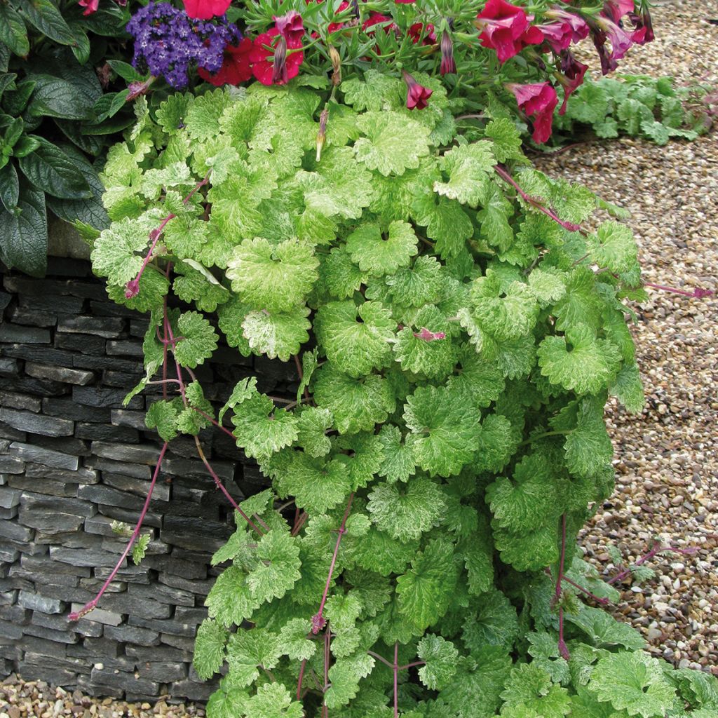 Glechoma hederacea Dappled Light - Hondsdraf