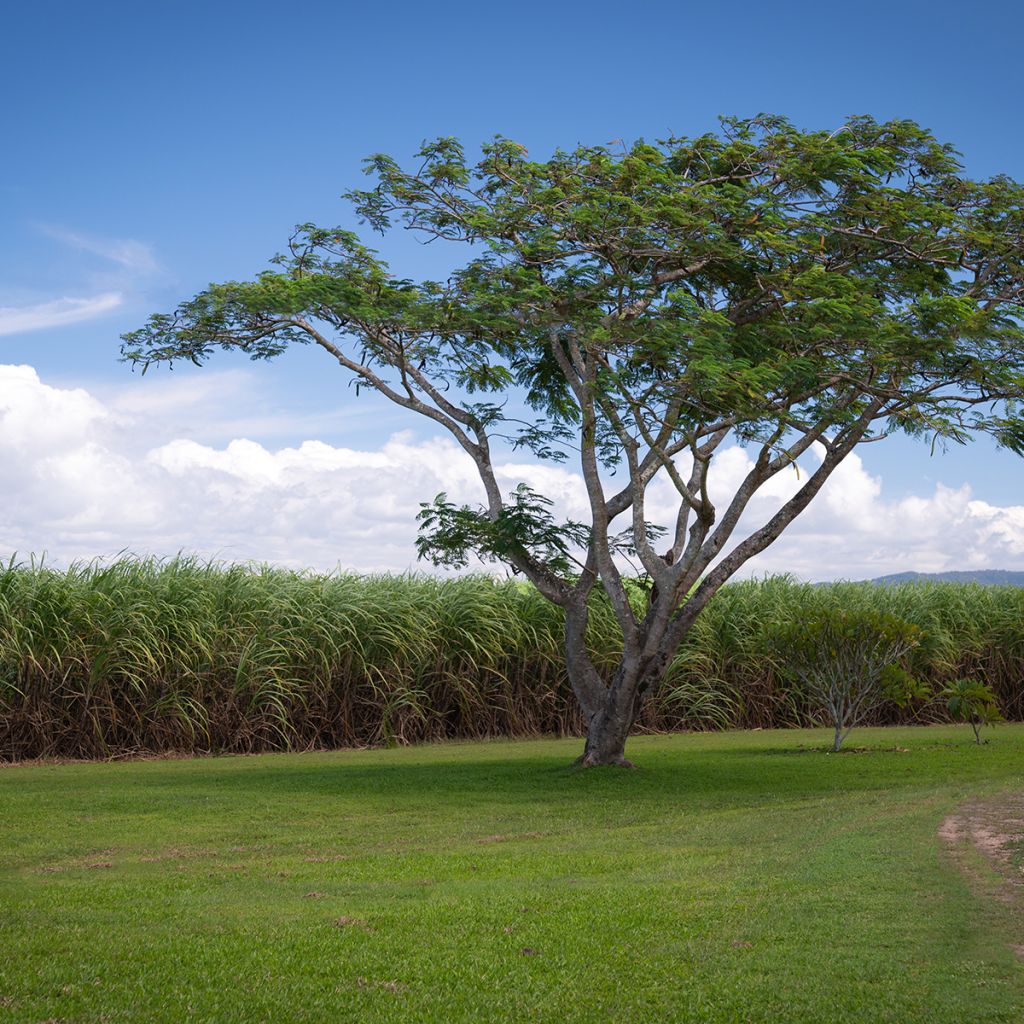 Gleditsia triacanthos - Valse christusdoorn