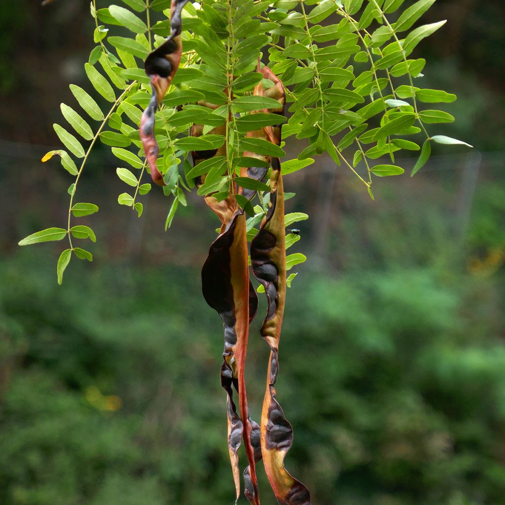 Gleditsia triacanthos f. inermis (zaad) - Valse christusdoorn