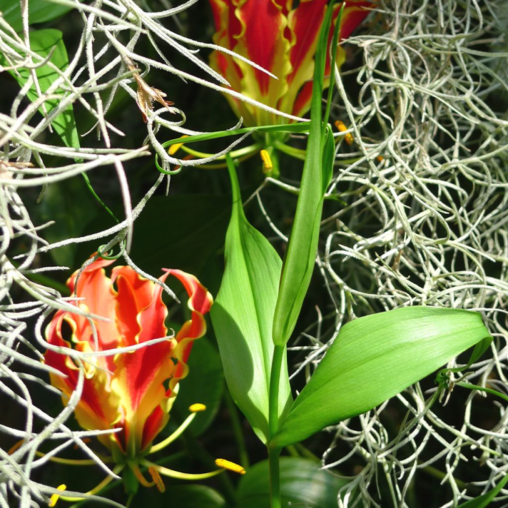 Gloriosa rothschildiana - Klimlelie