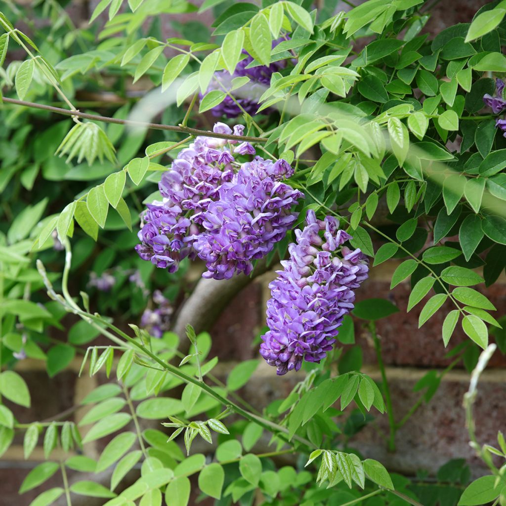 Wisteria frutescens Longwood Purple - Blauwe regen