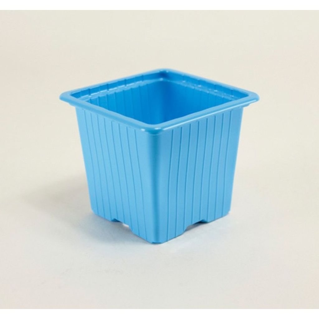 Pot met gemengde kleuren voor vermeerdering - verkocht per 30