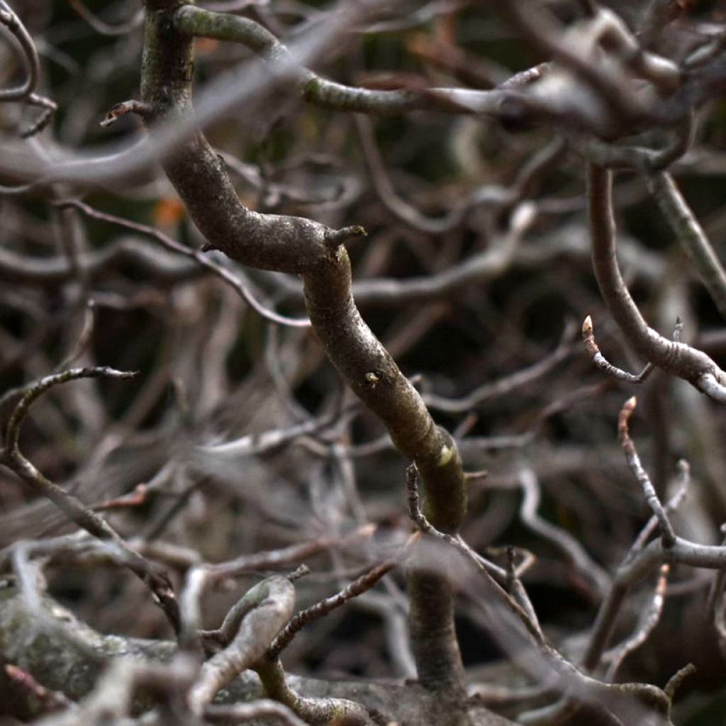 Nyssa sylvatica Zydeco Twist - Zwarte tupeloboom