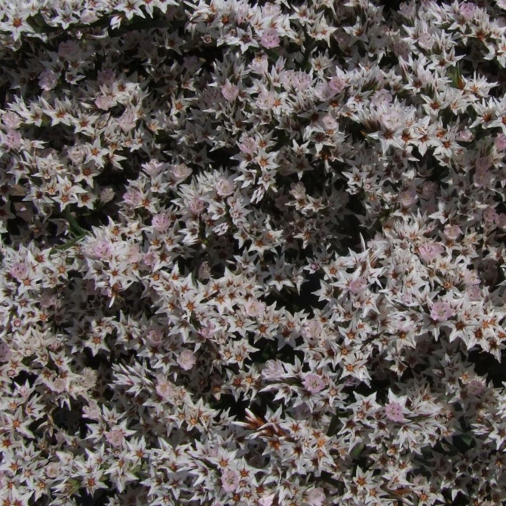 Goniolimon tataricum - Limonium - Statice vivace