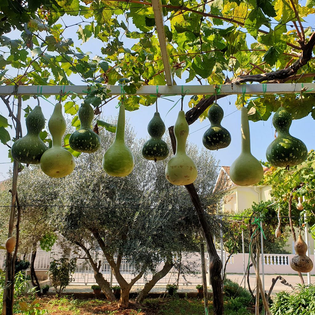 Fleskalebas Pélerine BIO - Ferme de Sainte Marthe