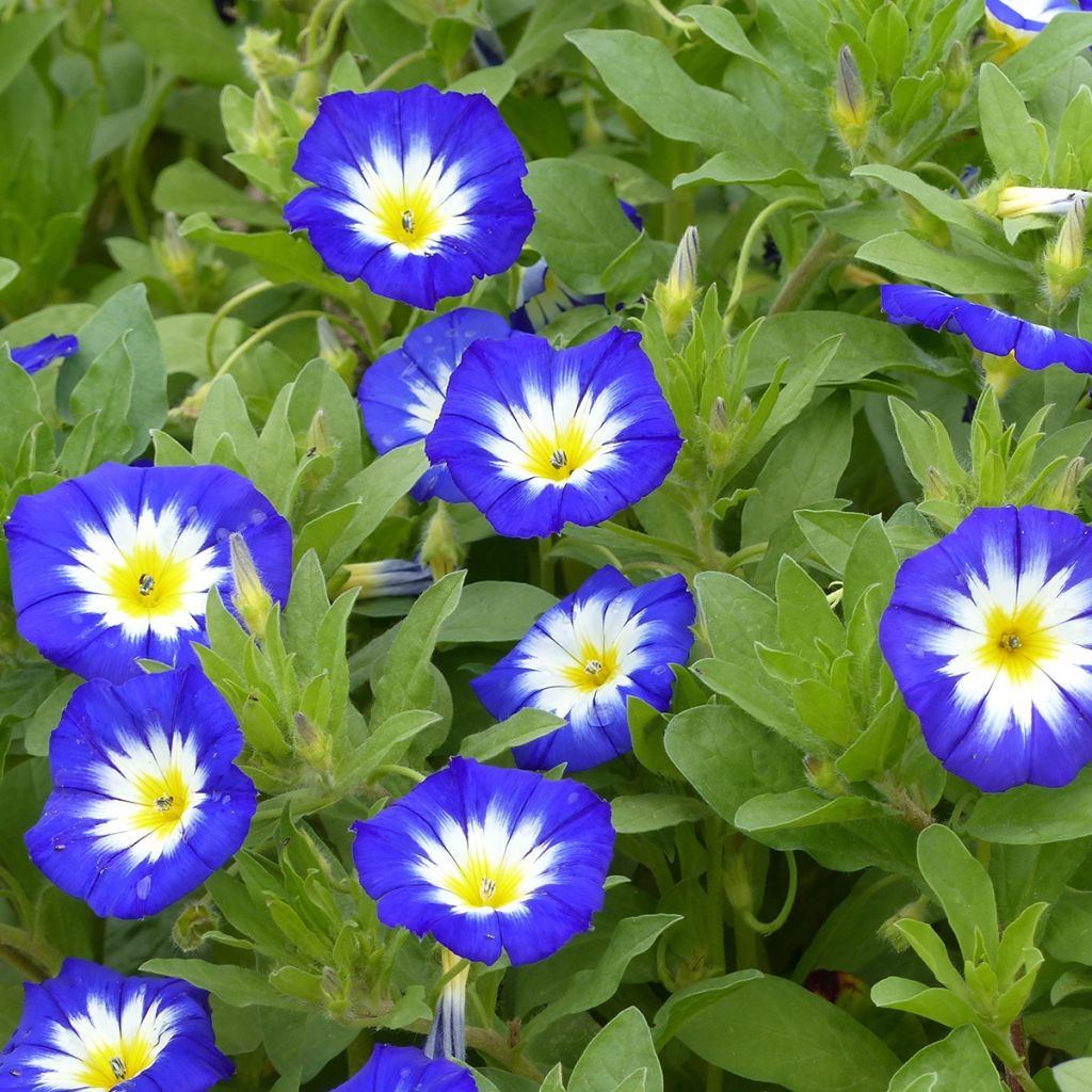 Graine de Belle de Jour Pavillon Bleu - Convolvulus tricolor Royal Ensign