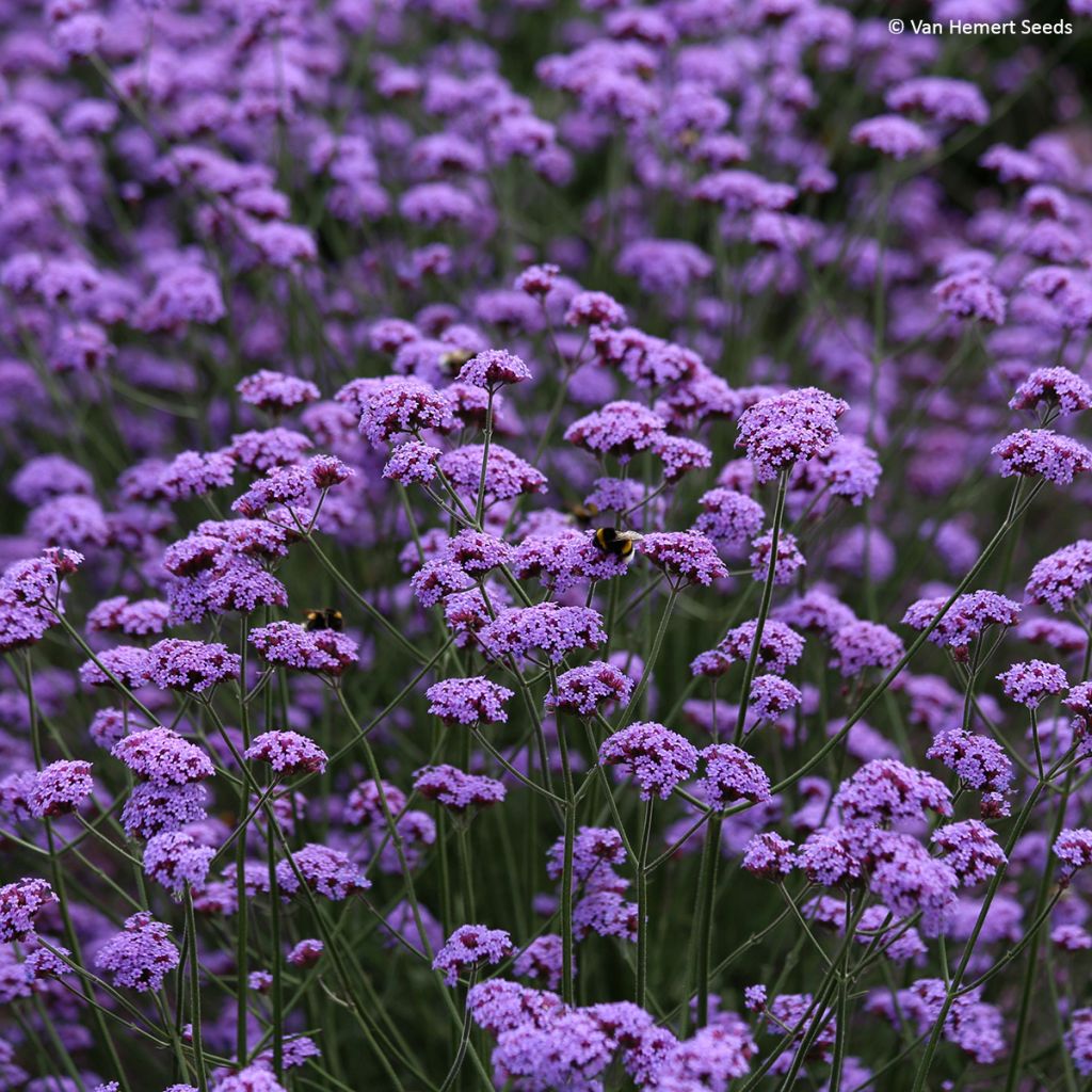 Verbena bonariensis Vanity (zaad) - Reuzenverbena