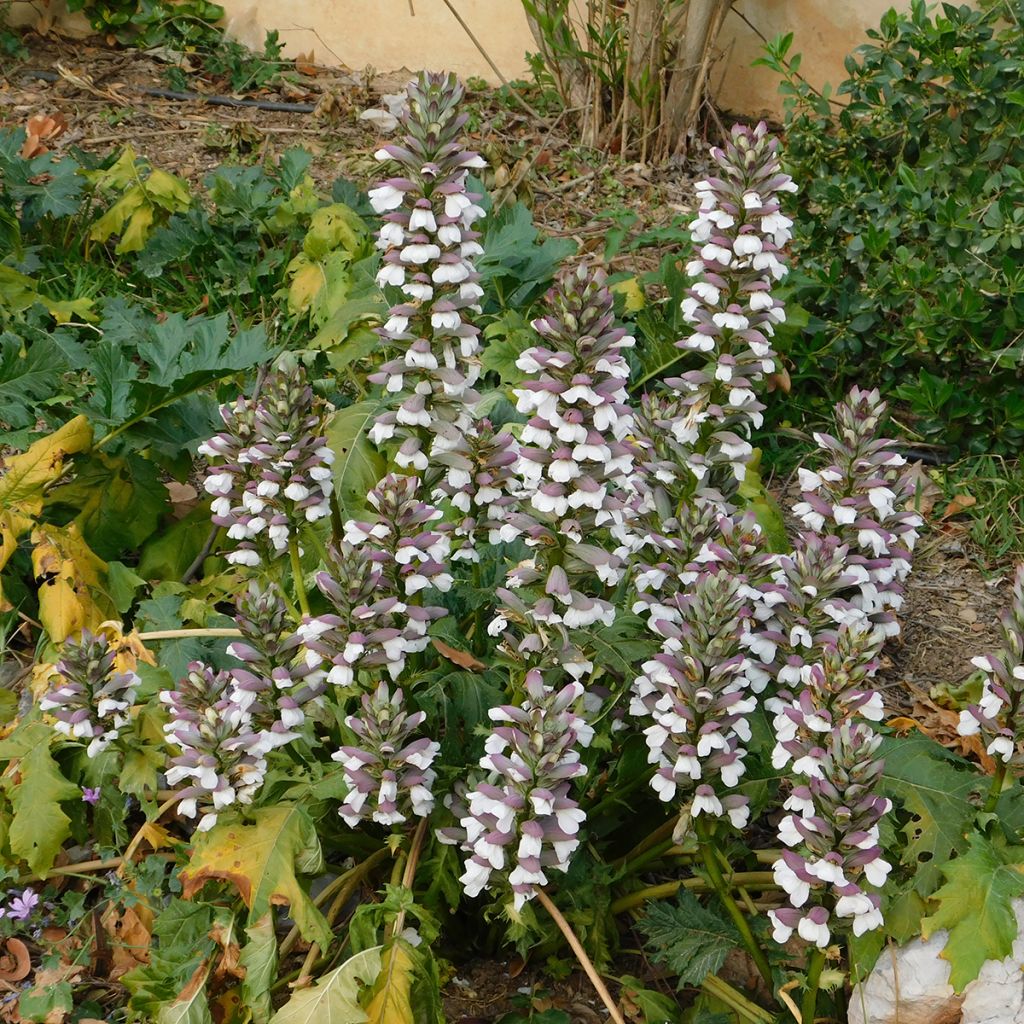 Acanthus mollis (zaad) - Berenklauw