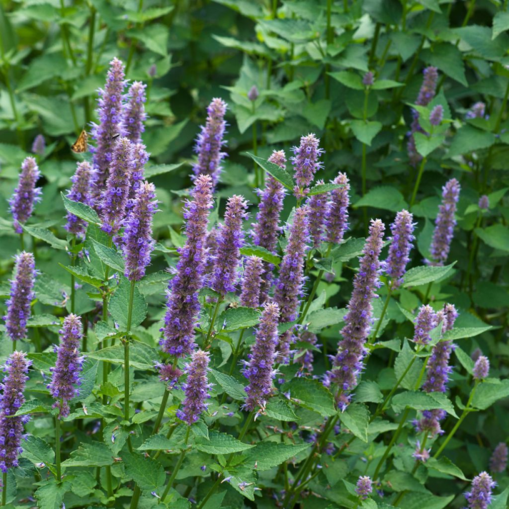 Agastache foeniculum (zaad) - Dropplant