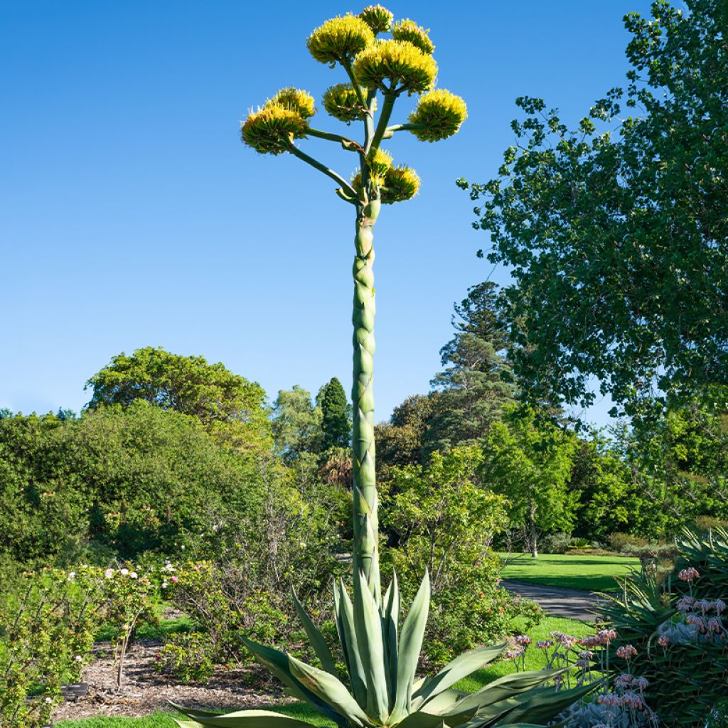 Agave salmiana (zaad) - Vetplant