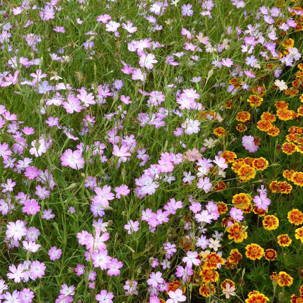 Agrostemma coeli-rosa (zaad) - Bolderik
