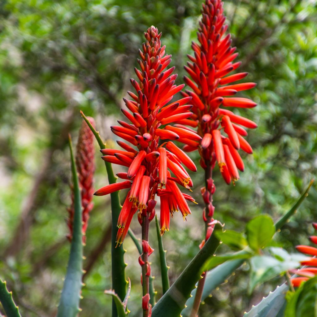 Aloe arborescens (zaad)
