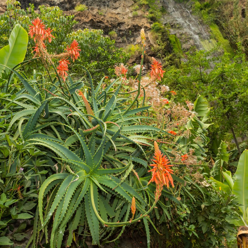 Aloe arborescens (zaad)