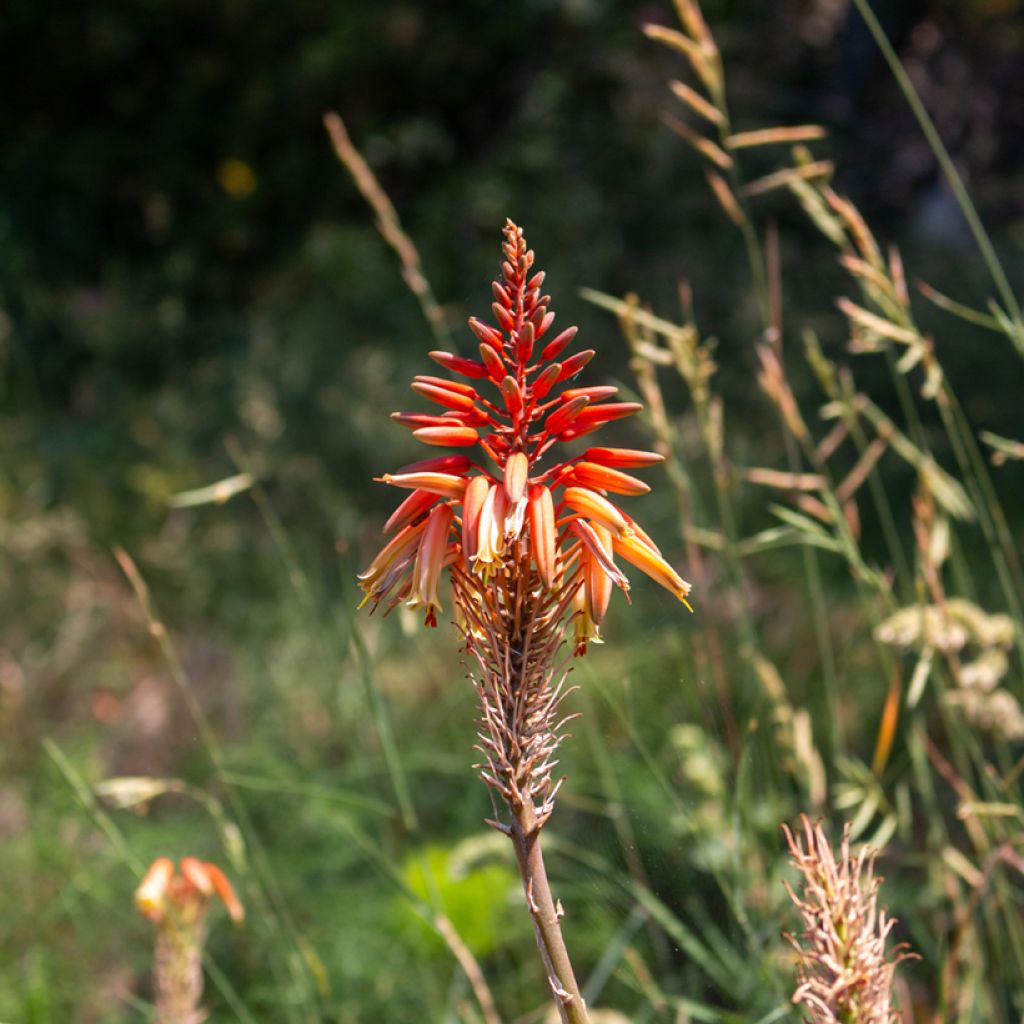 Aloe arborescens (zaad)