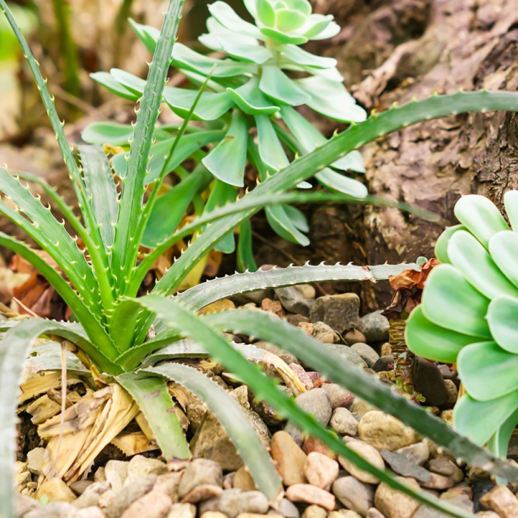 Aloe arborescens (zaad)