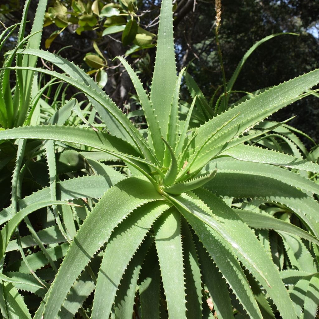 Aloe arborescens (zaad)