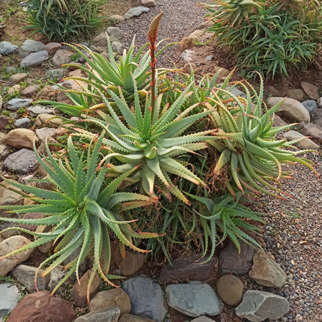 Aloe arborescens (zaad)