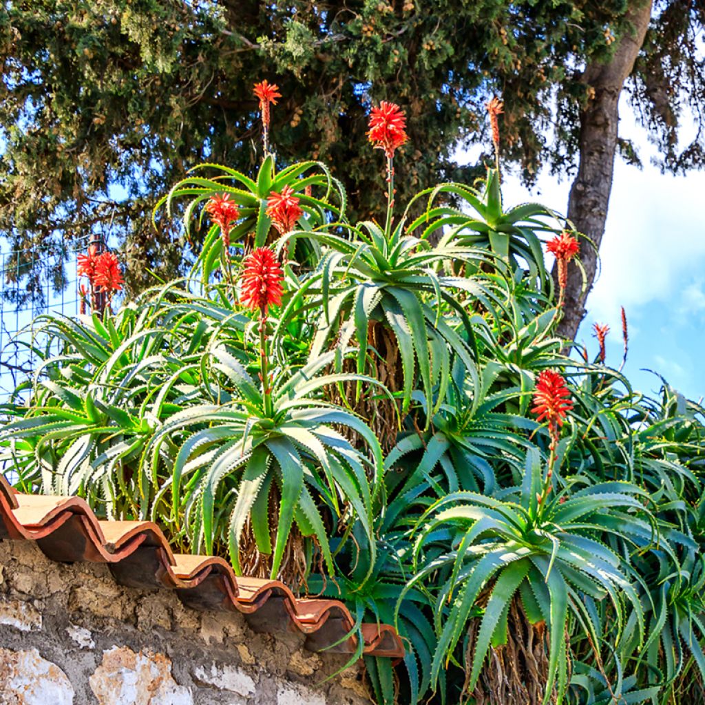 Aloe arborescens (zaad)