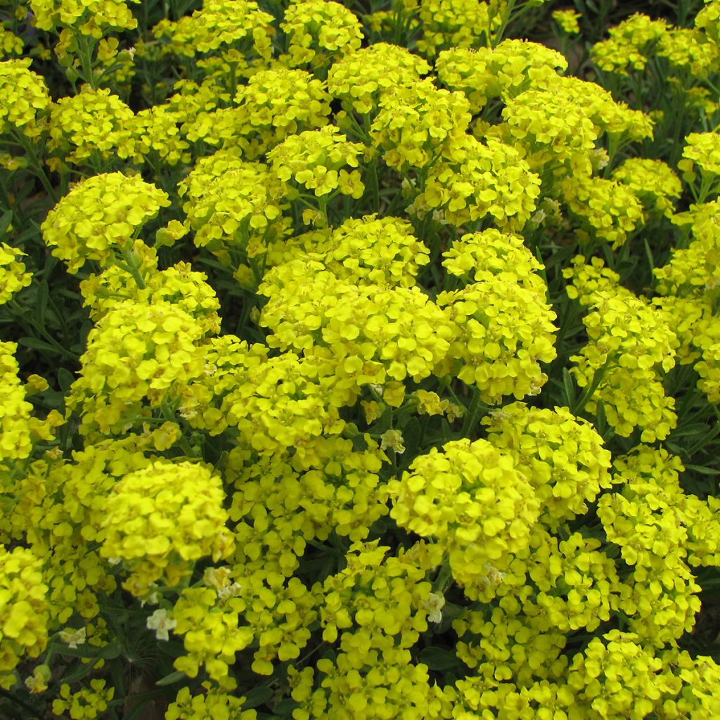 Alyssum montanum Mountain Gold (zaad) - Schildzaad