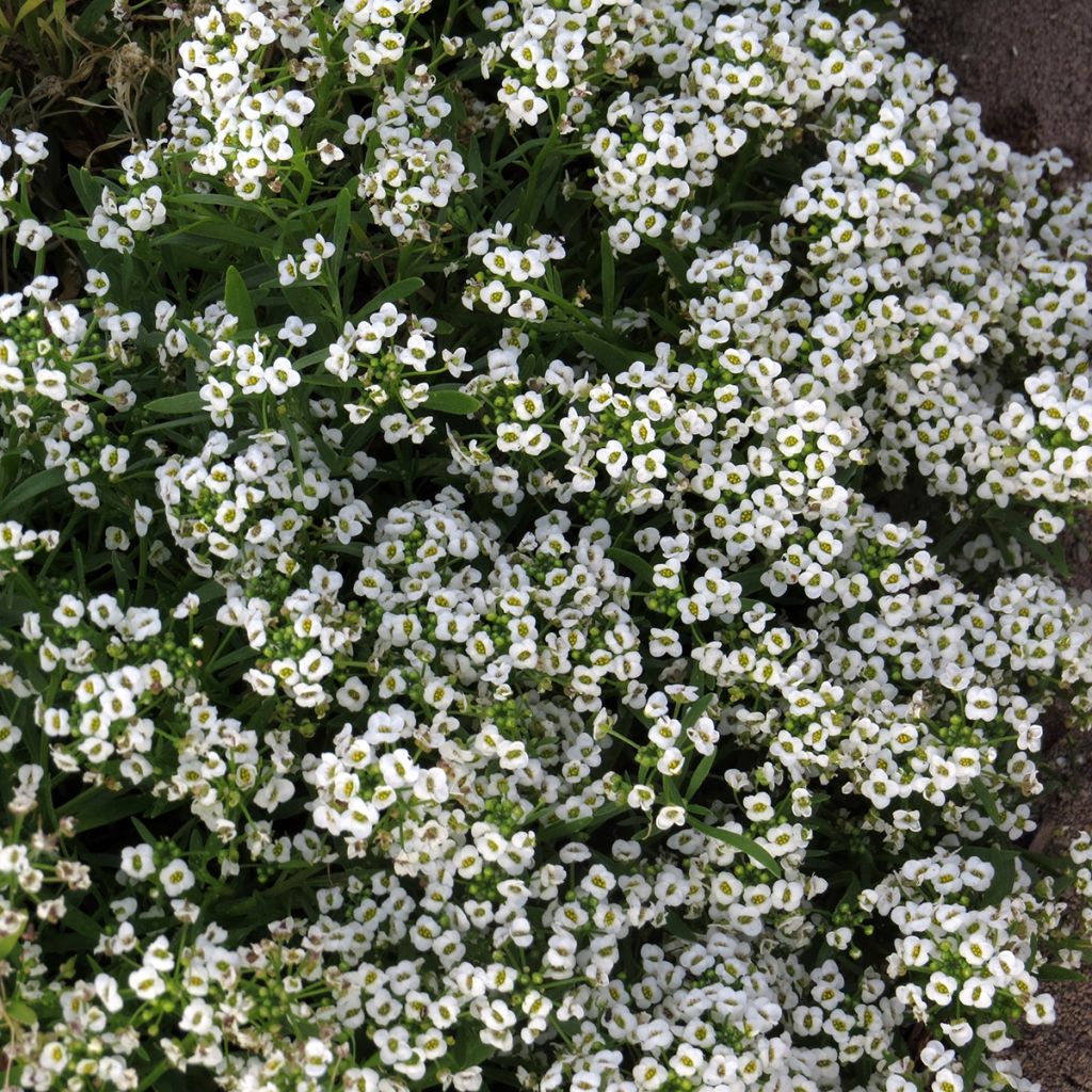 Lobularia maritima procumbens Carpet Of Snow (zaad) - Zilverschildzaad