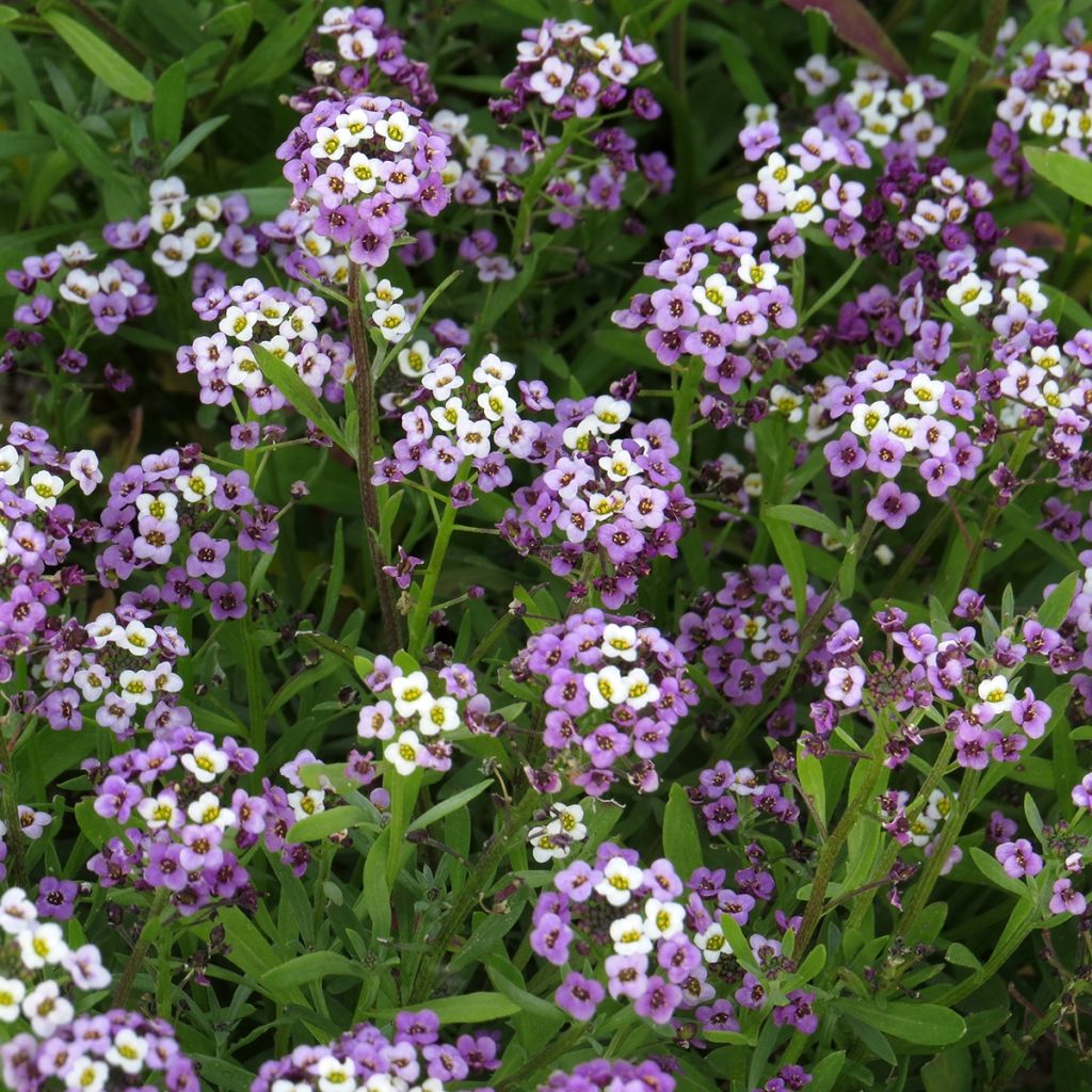 Lobularia maritima Royal Carpet (zaad) - Zilverschildzaad