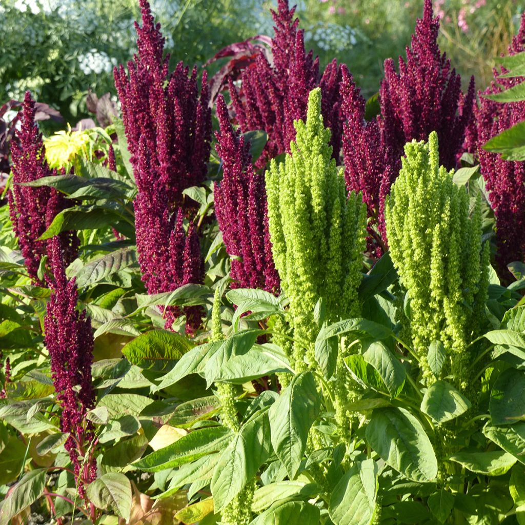 Amaranthus Pygmy Torch (zaad) - Amarant