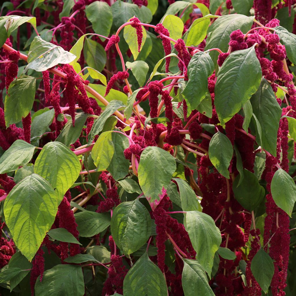 Amaranthus Red Cascade (zaad) - Kattenstaartamarant