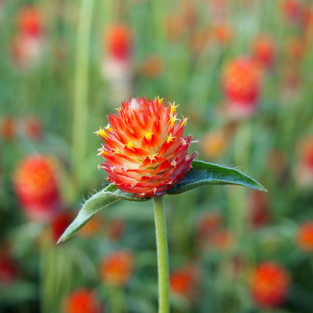 Gomphrena haageana Strawberry Fields (zaad) - Kogelamarant