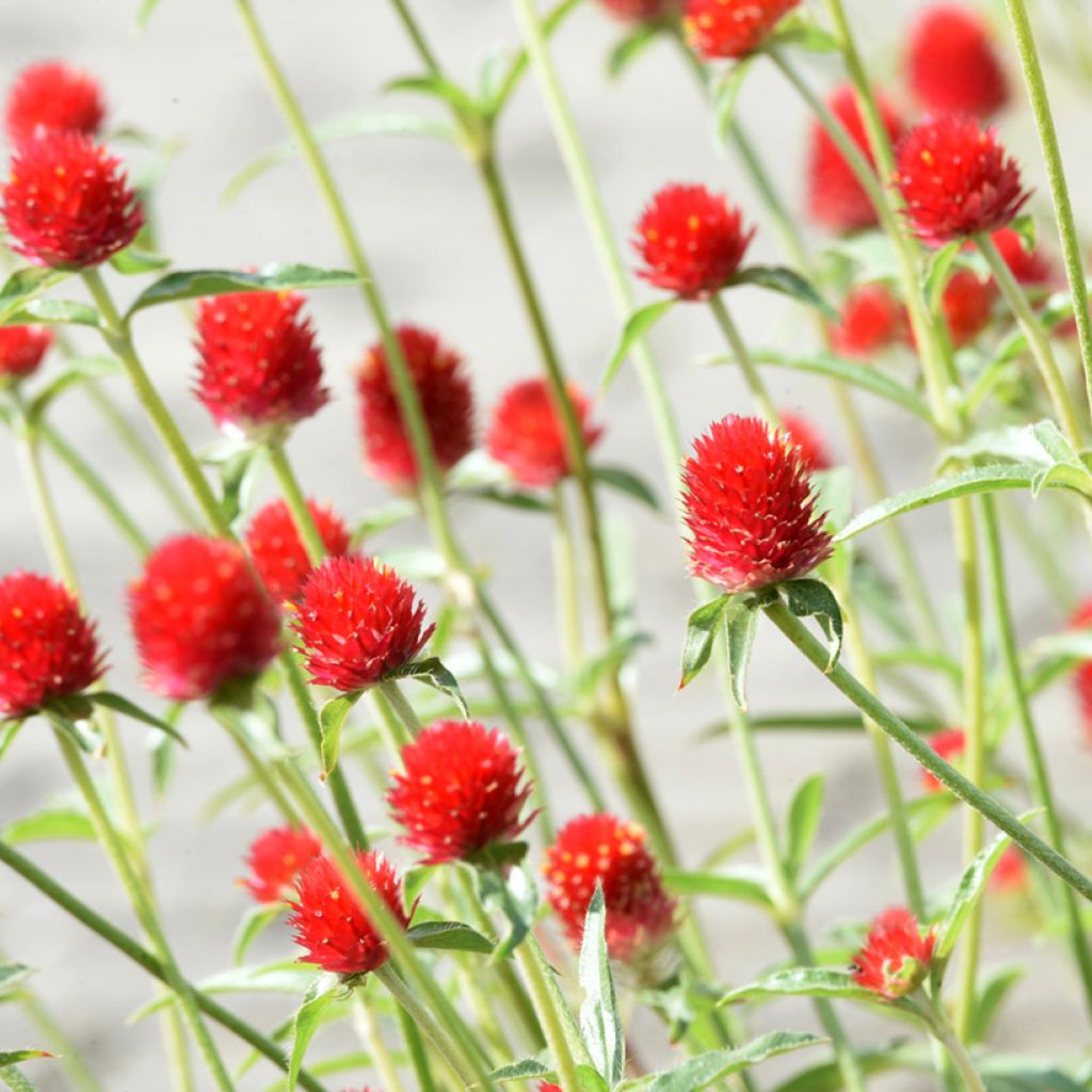 Gomphrena haageana Strawberry Fields (zaad) - Kogelamarant