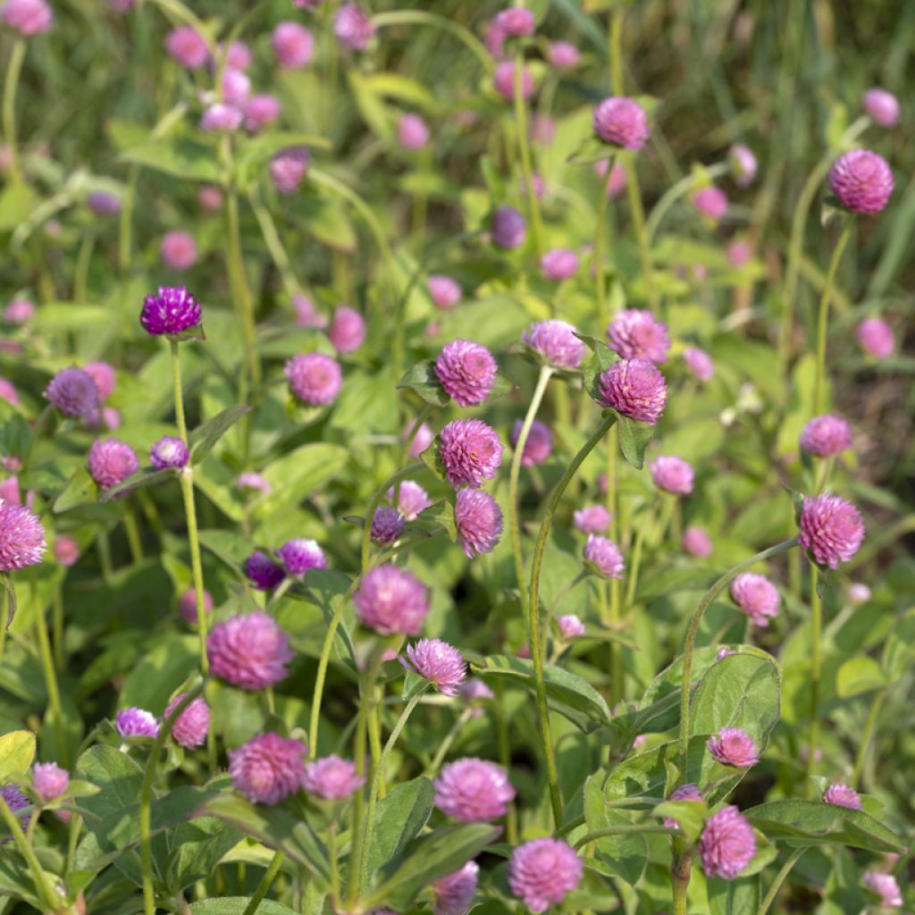 Gomphrena globosa Salmon Pastel (zaad) - Kogelamarant
