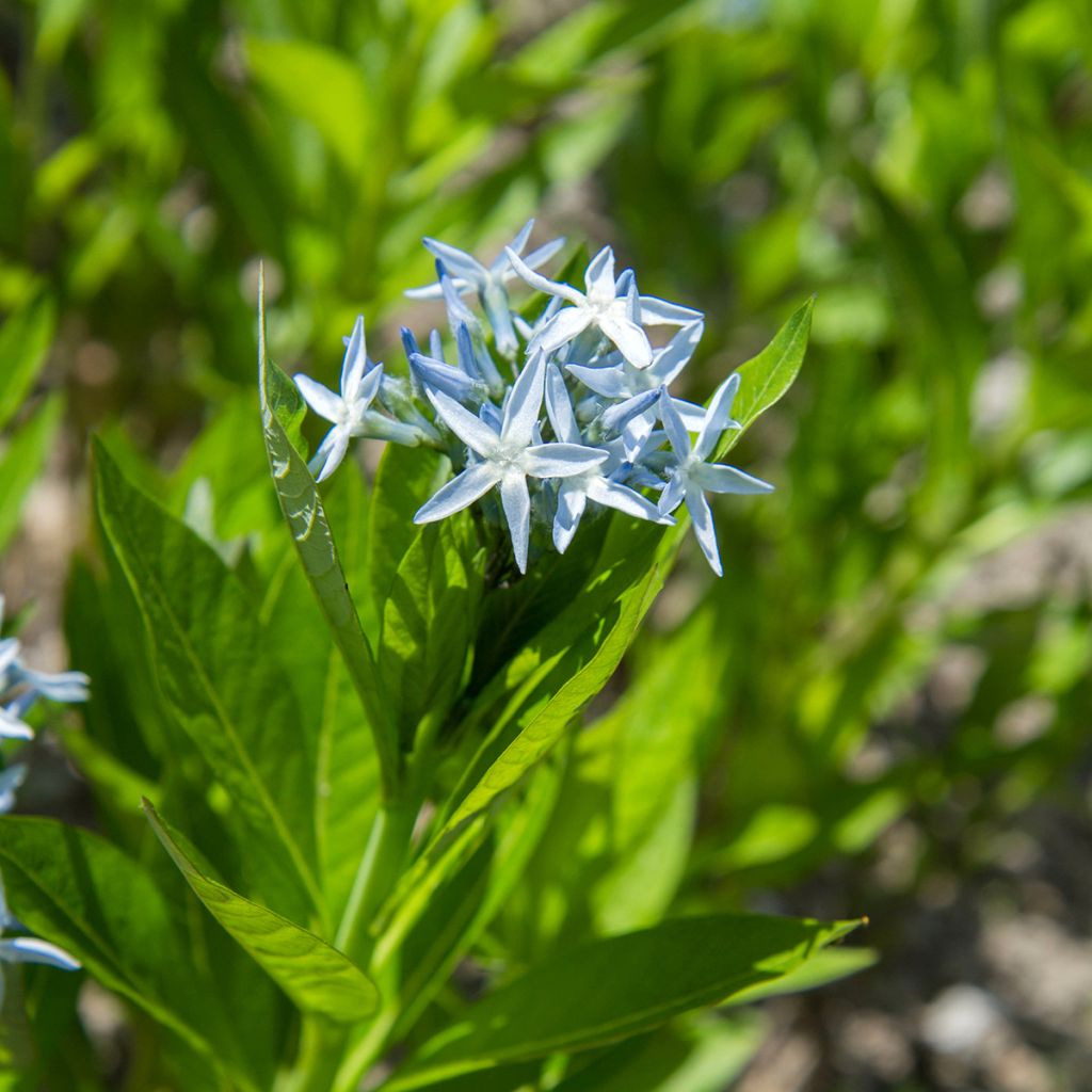 Amsonia tabernaemontana (zaad) - Blauwe ster