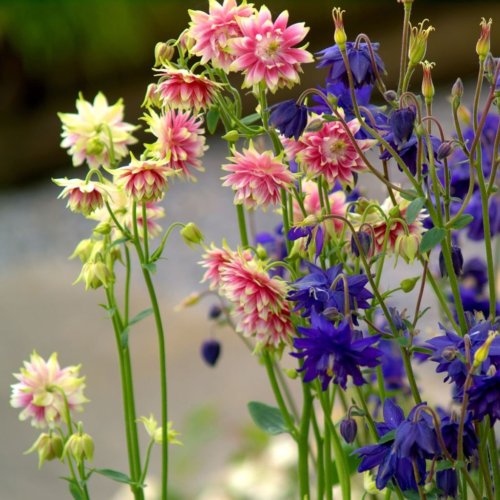 Akelei Barlow Mixture (zaad) - Aquilegia vulgaris