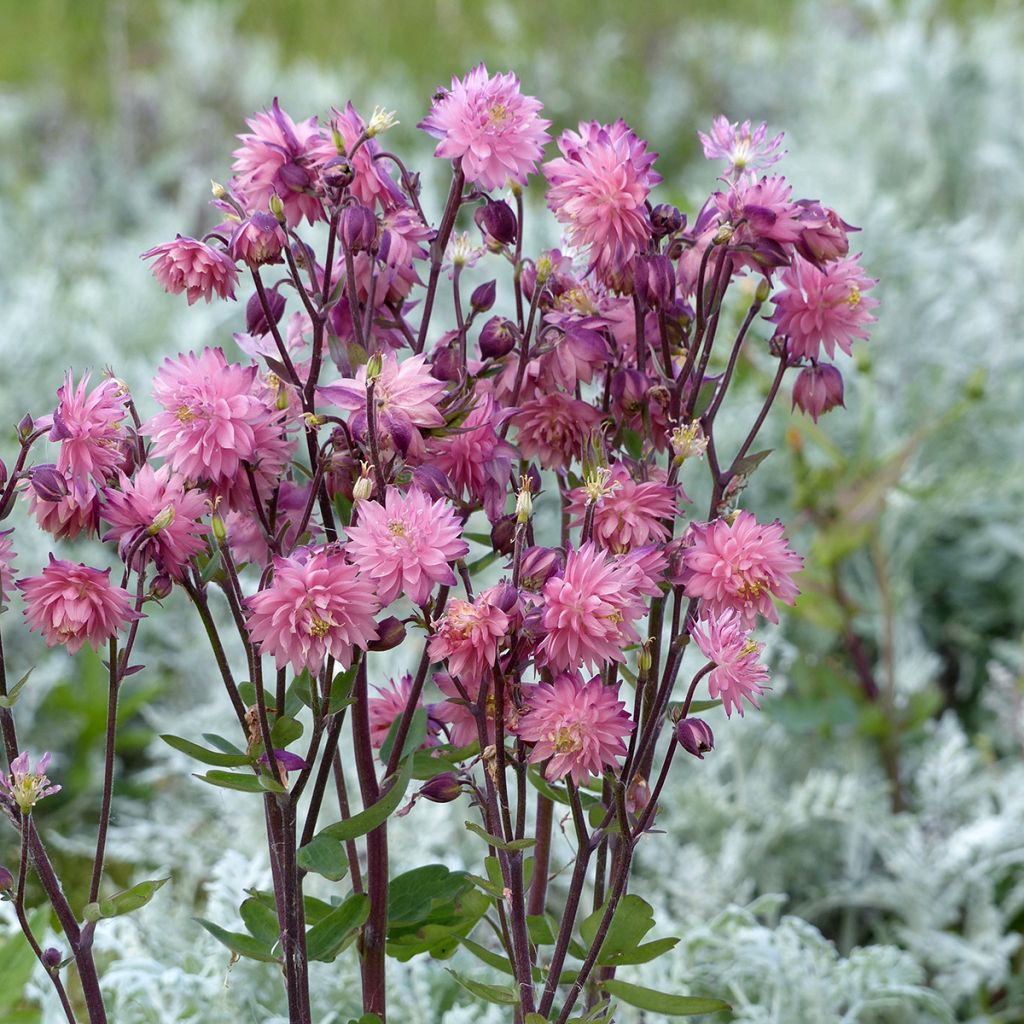 Aquilegia vulgaris Rose Barlow (zaad) - Akelei