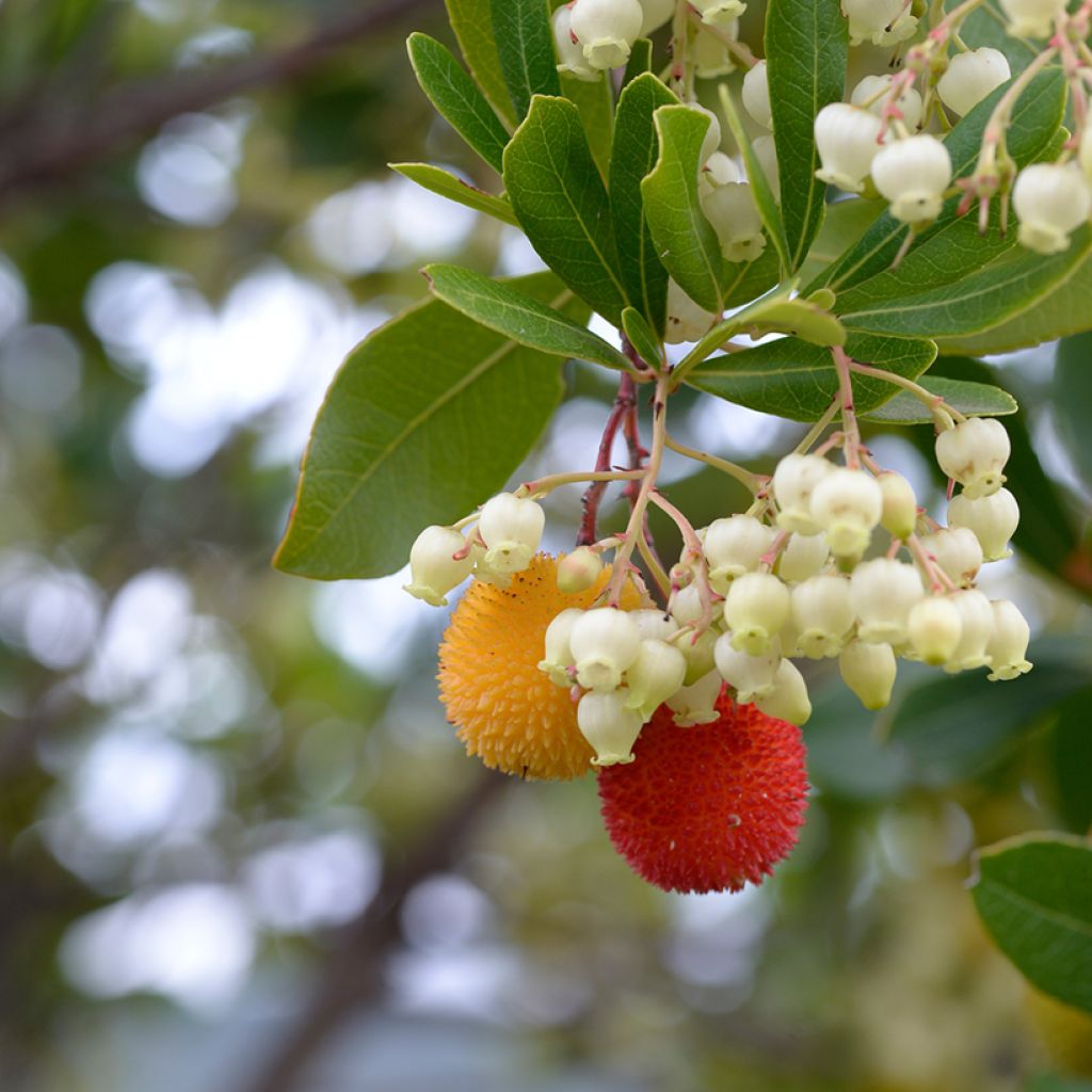 Arbutus unedo (zaad) - Aardbeiboom