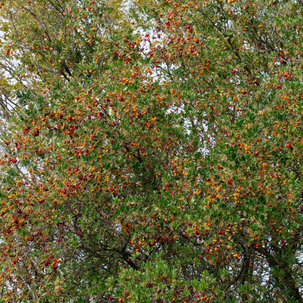 Arbutus unedo (zaad) - Aardbeiboom