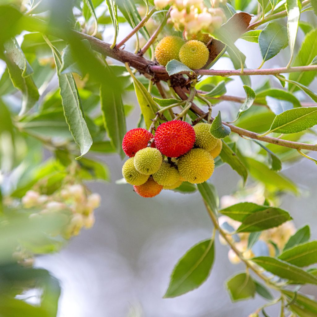 Arbutus unedo (zaad) - Aardbeiboom