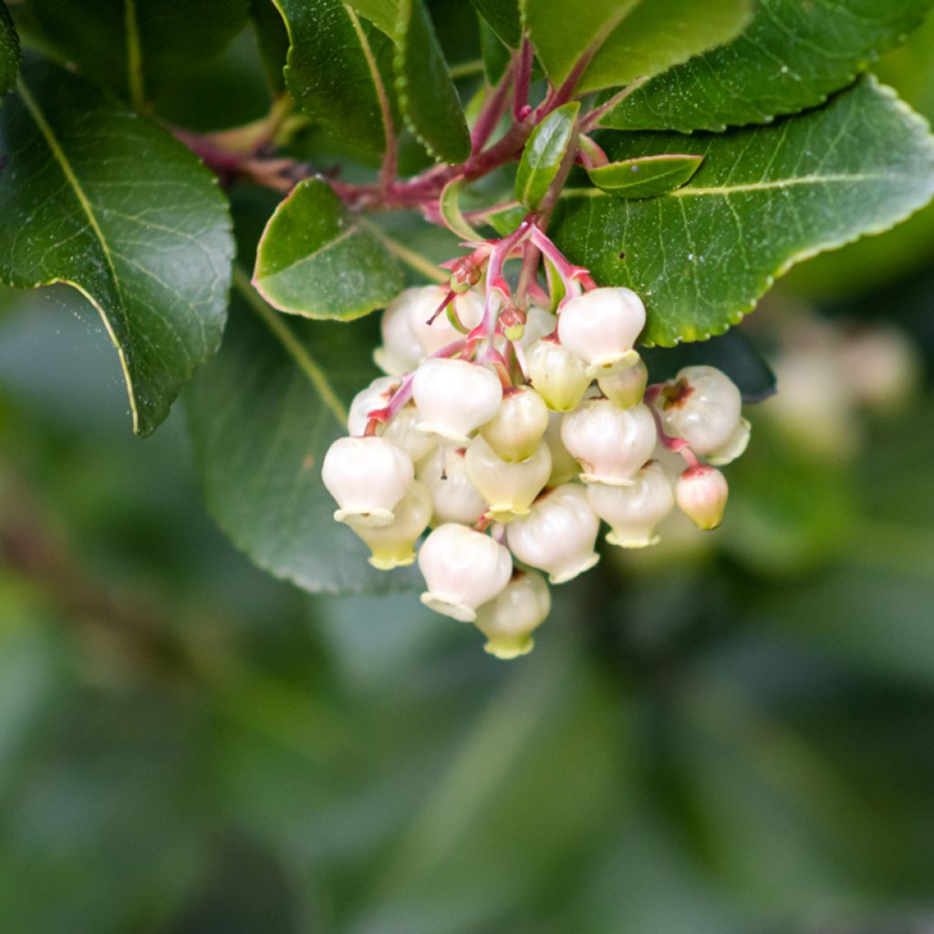 Arbutus unedo (zaad) - Aardbeiboom