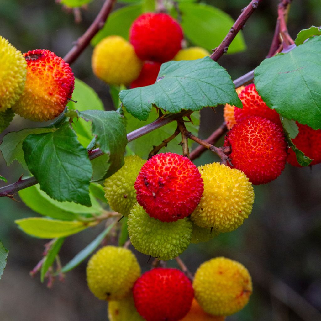 Arbutus unedo (zaad) - Aardbeiboom