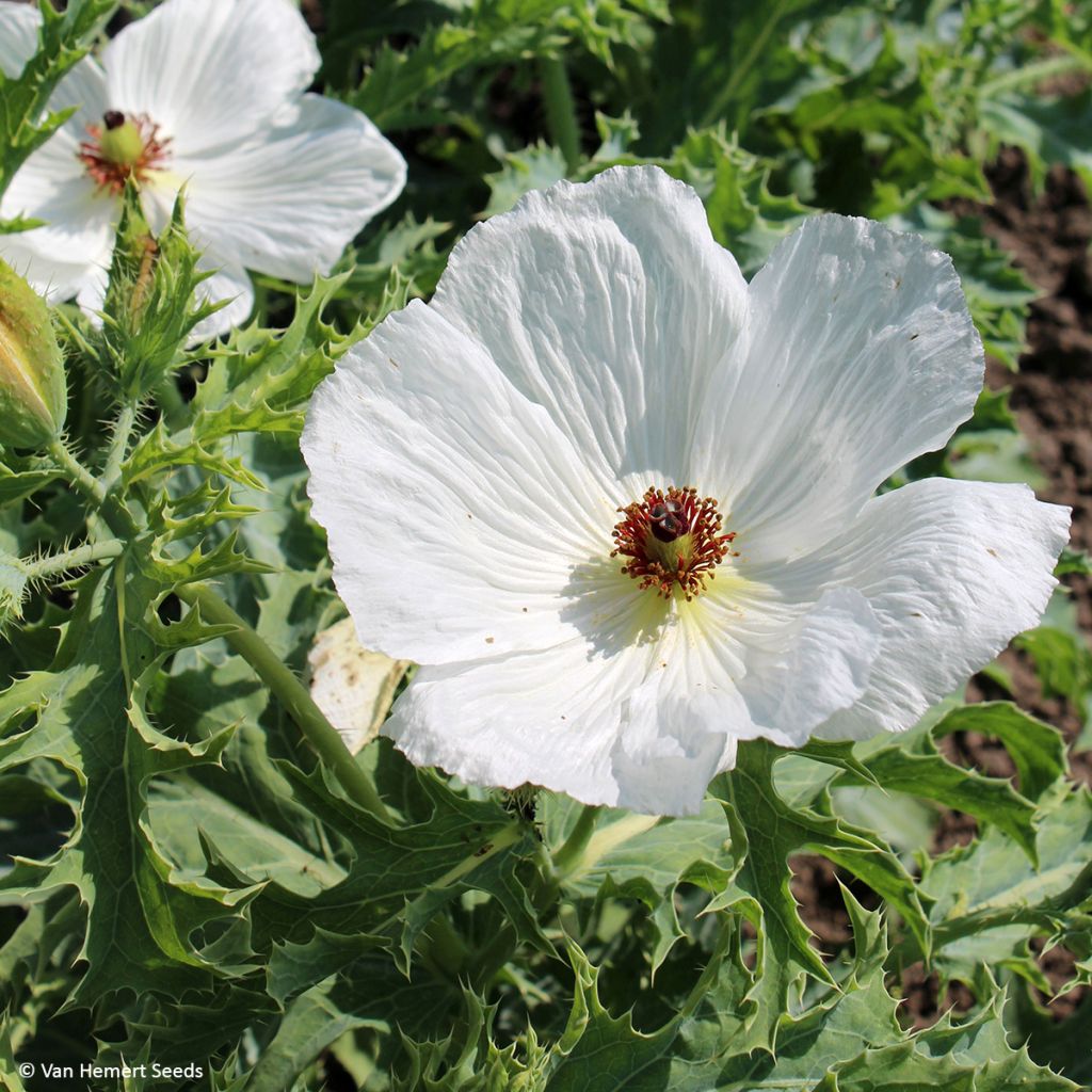 Argemone platyceras (zaad) - Stekelpapaver