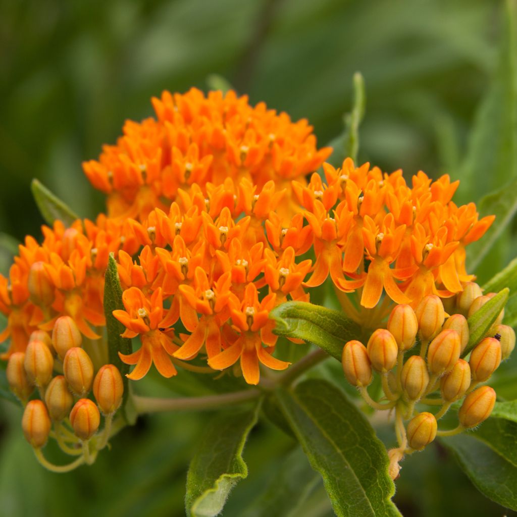 Asclepias tuberosa (zaad) - Knolzijdeplant