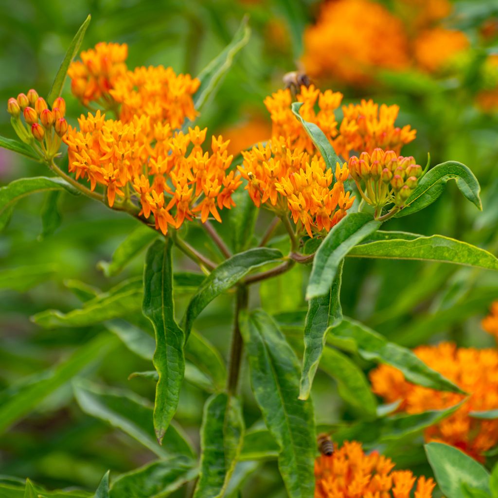 Asclepias tuberosa (zaad) - Knolzijdeplant