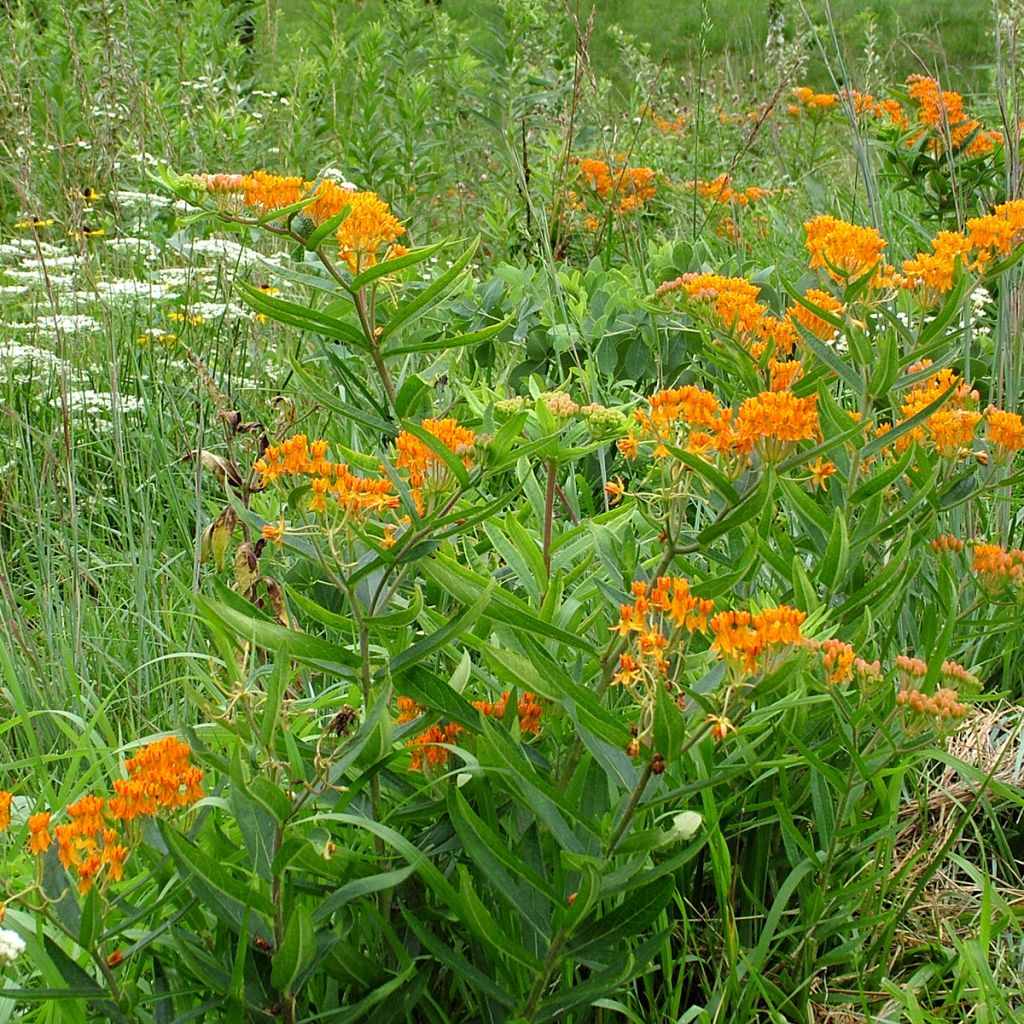 Asclepias tuberosa (zaad) - Knolzijdeplant