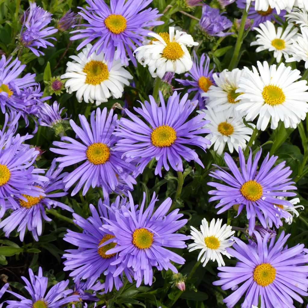 Aster alpinus (zaad) - Alpenaster