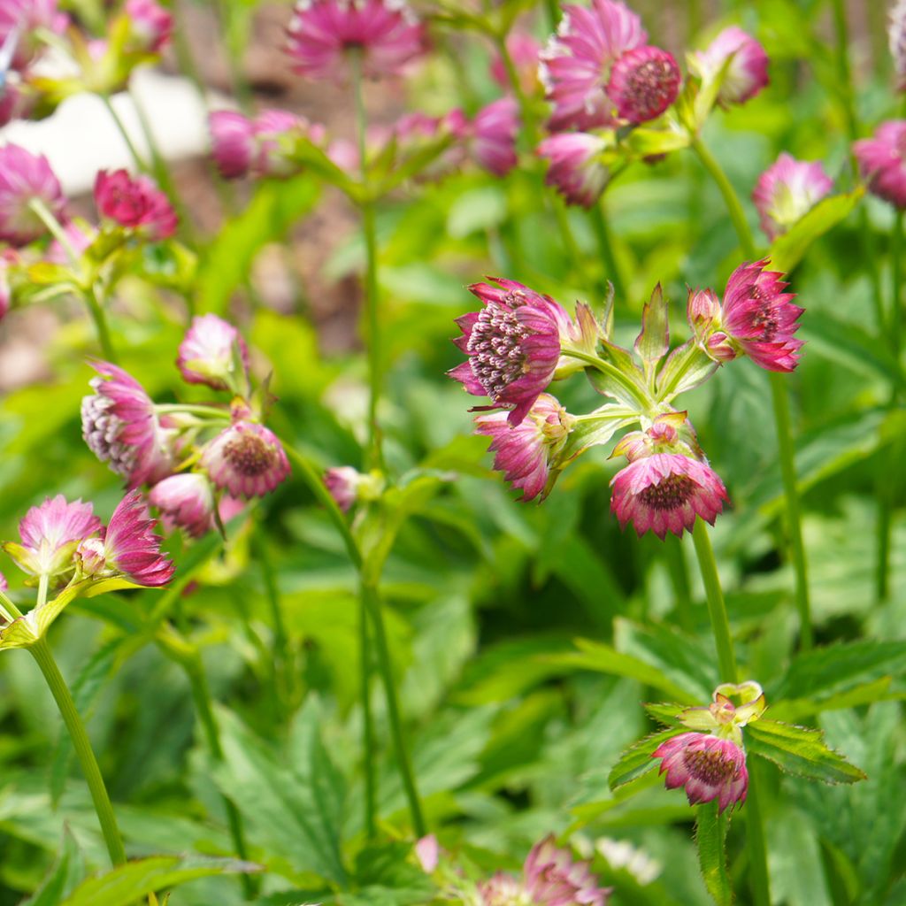 Astrantia Ruby Cloud (zaad) - Zeeuws knoopje