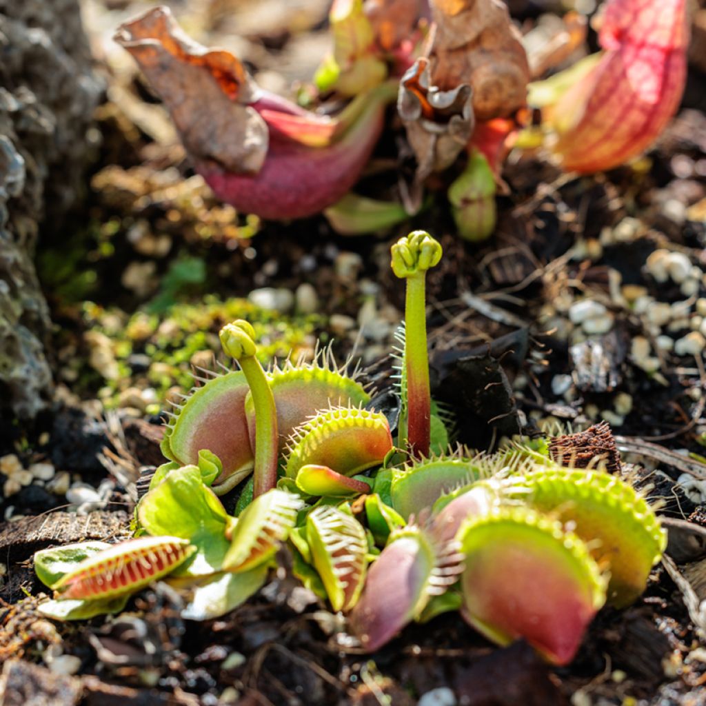 Dionaea muscipula (zaad) - Venusvliegenvanger