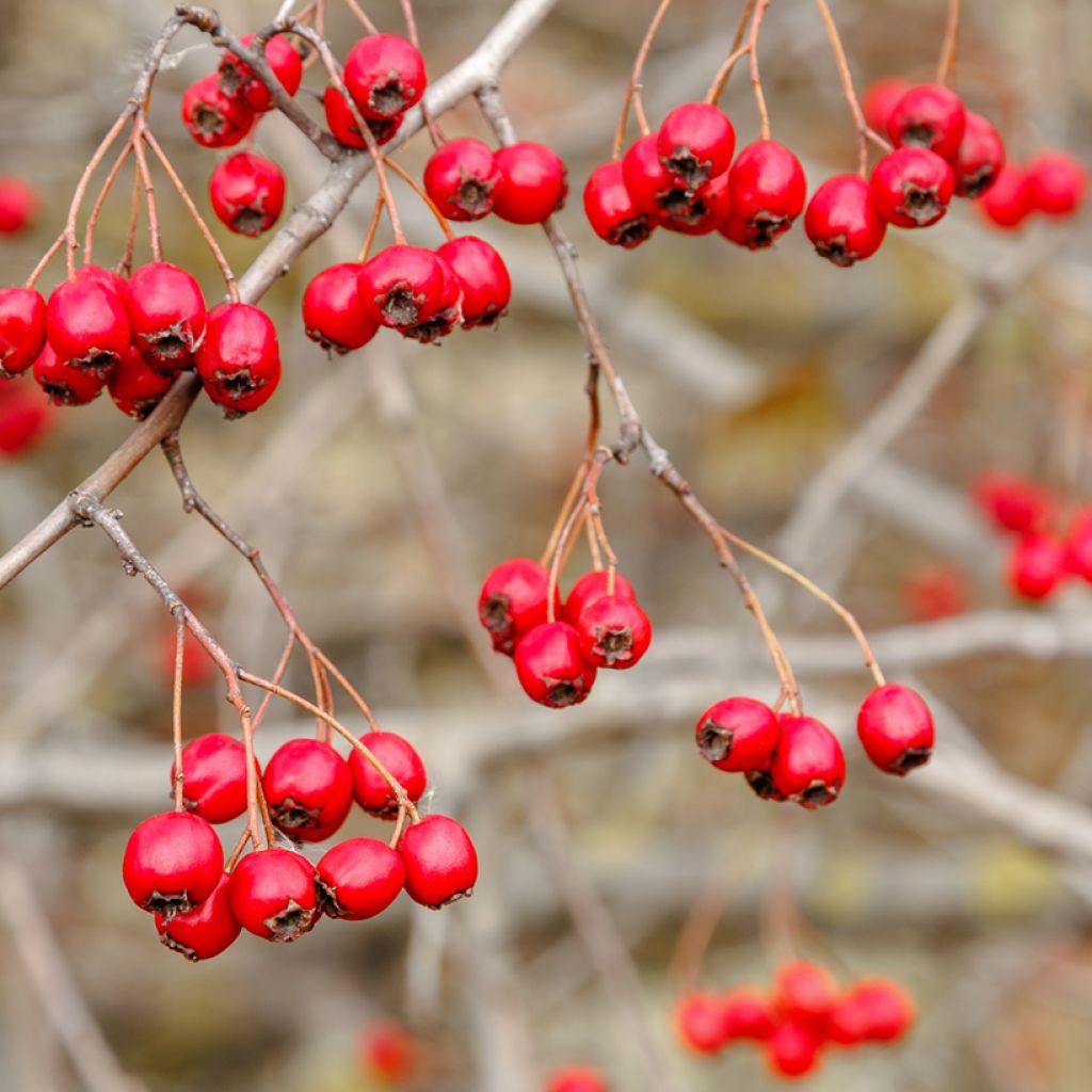 Crataegus monogyna (zaad) - Eenstijlige meidoorn