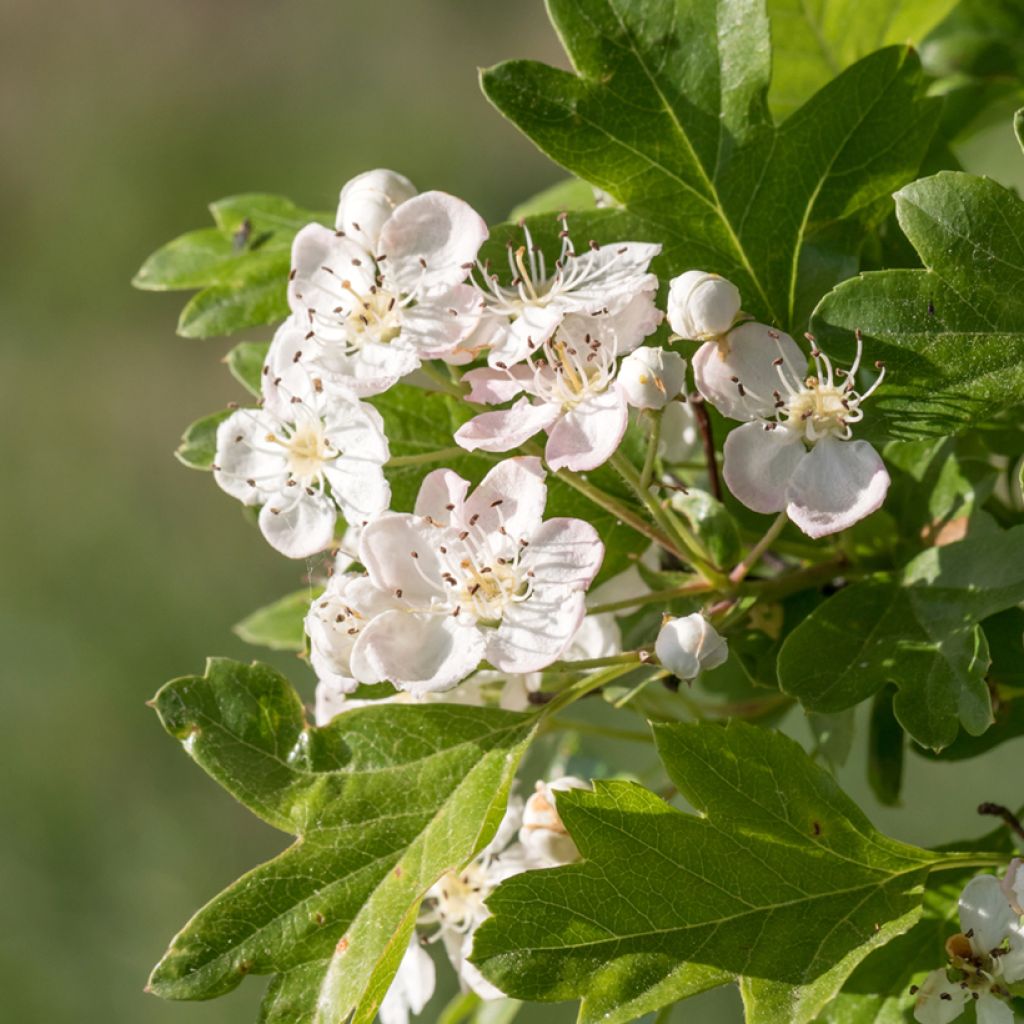 Crataegus monogyna (zaad) - Eenstijlige meidoorn