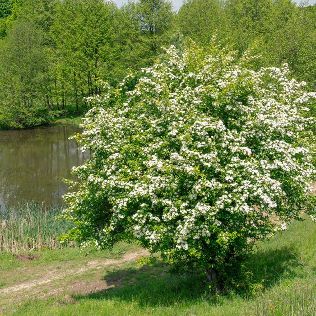 Crataegus monogyna (zaad) - Eenstijlige meidoorn