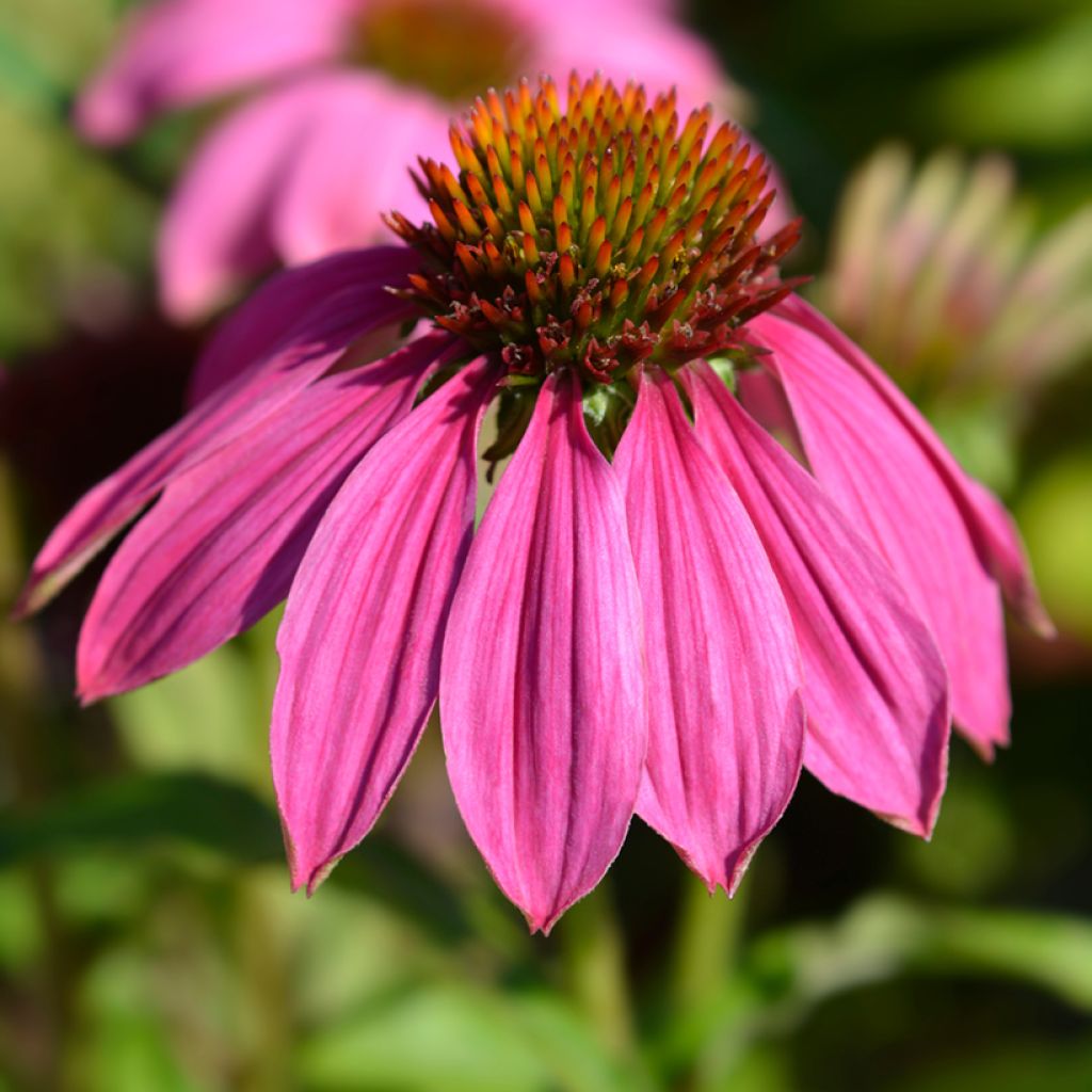 Echinacea purpurea Pow Wow Wild Berry (zaad) - Rode zonnehoed